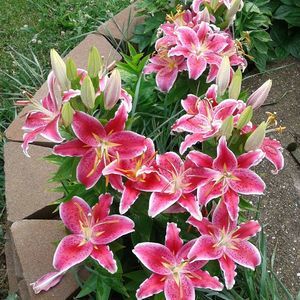 Meet your Posher, Dawn